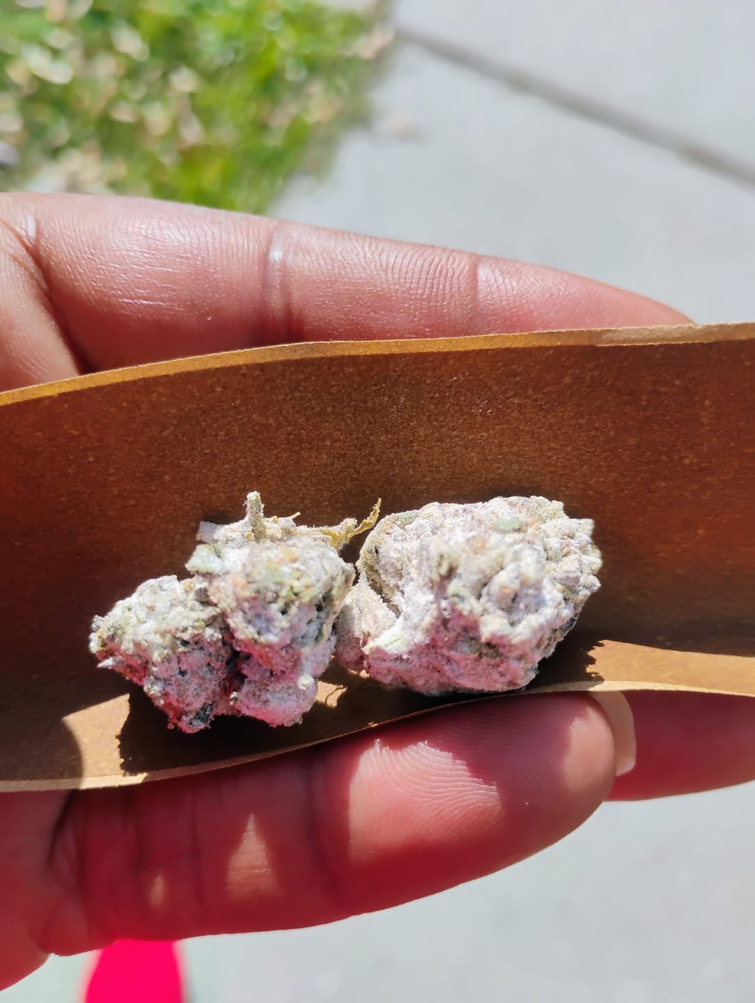 Customer photo review of THCA Snowballs - 67% THCA