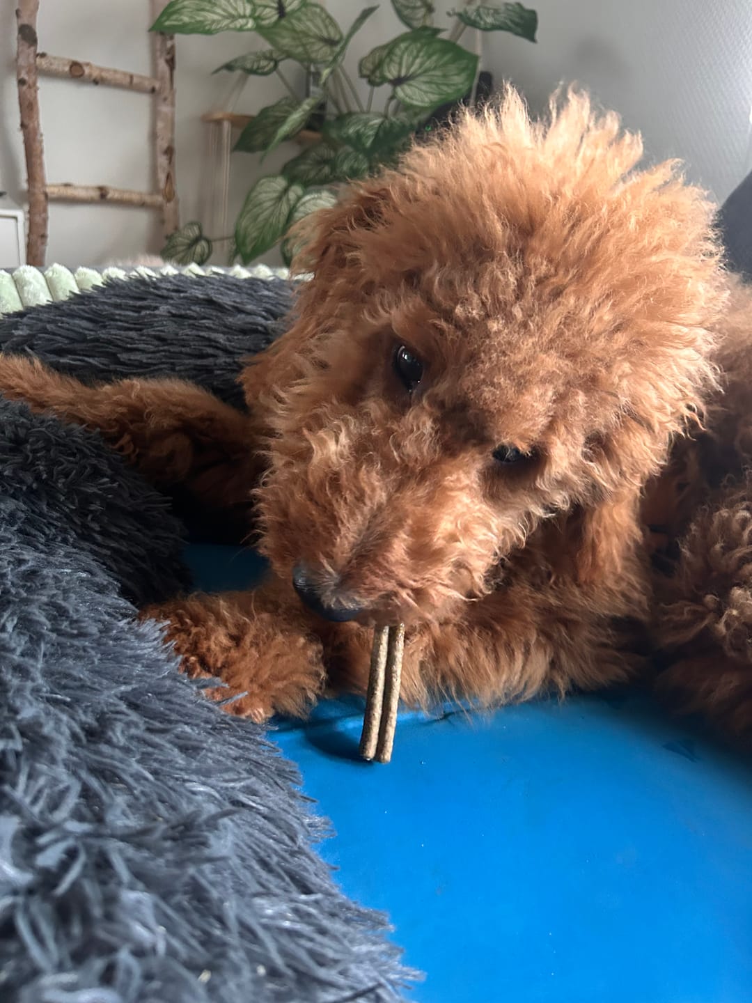 Customer photo review of Kräuter Dentals für Hunde zur Zahn- und Darmpflege (150g)