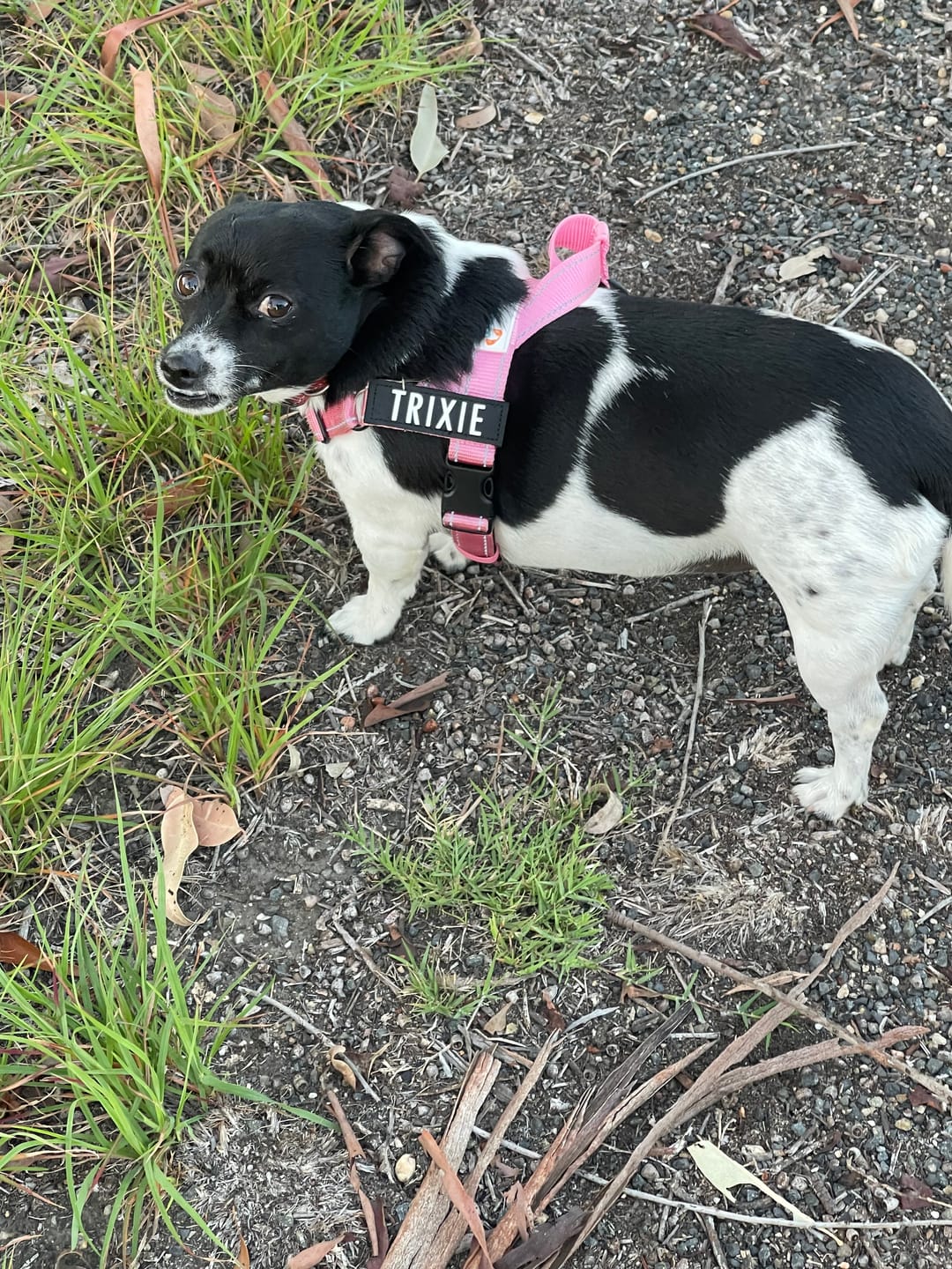 Customer photo review of No Pull Dog Harness