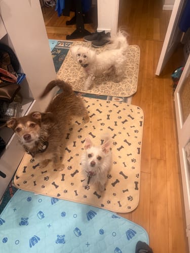 Customer's three small dogs standing on multiple beige and blue Potty Buddy pads on a floor.