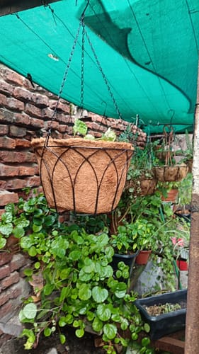 Customer photo review of Macetero Colgante 30 Cm Fibra de Coco Soporte Hierro Forjado