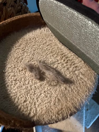 Pet hair removed from car seat
