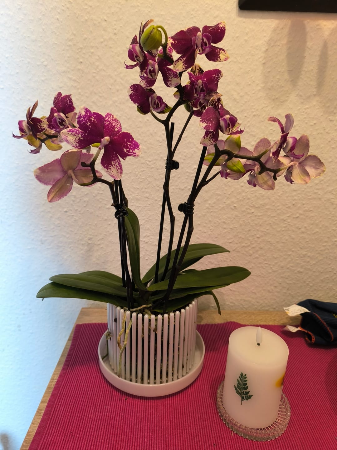 Customer photo review of Große Two of Us Rombley mit magentaroten-gefleckten Blüten und 3 Rispen