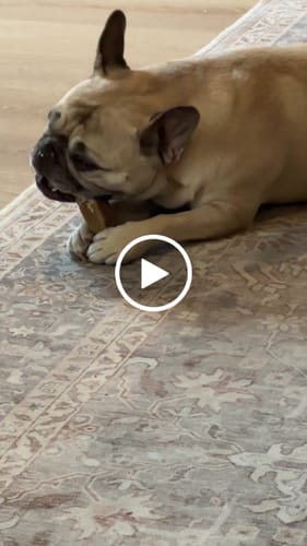 Customer video review of Honey Yak Chews One Size Fits All