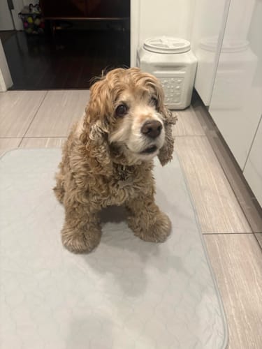 Customer's older cocker spaniel sitting on the light-colored Potty Buddy pad on a tiled floor.