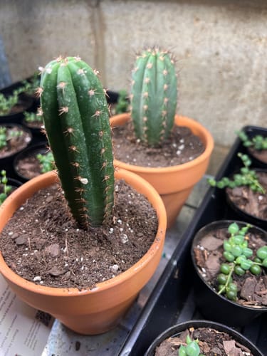 Customer photo review of Trichocereus Pachanoi | Non-PC San Pedro Cactus