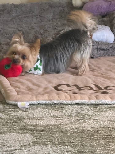 Customer photo review of Boneflex Harness Camo