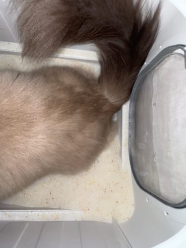 Customer photo review of 1 Month Supply – 1 Cat