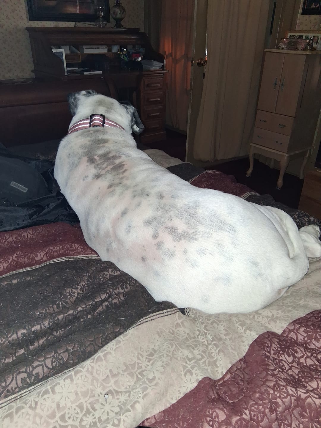 Customer photo review of Hip & Joint Hemp Oil for Dogs | CBD & Turmeric