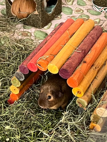 Close-up of a customer's guinea pig in a bed of green Orchard Hay, peeking from under a colorful wooden toy.
