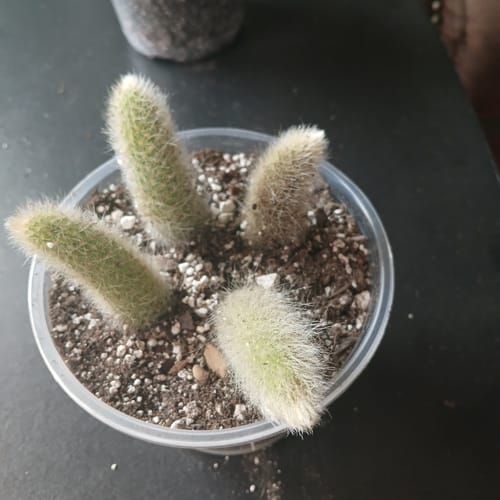 Reviewer's four small Monkey Tail Cactus propagations potted together in a clear plastic cup.