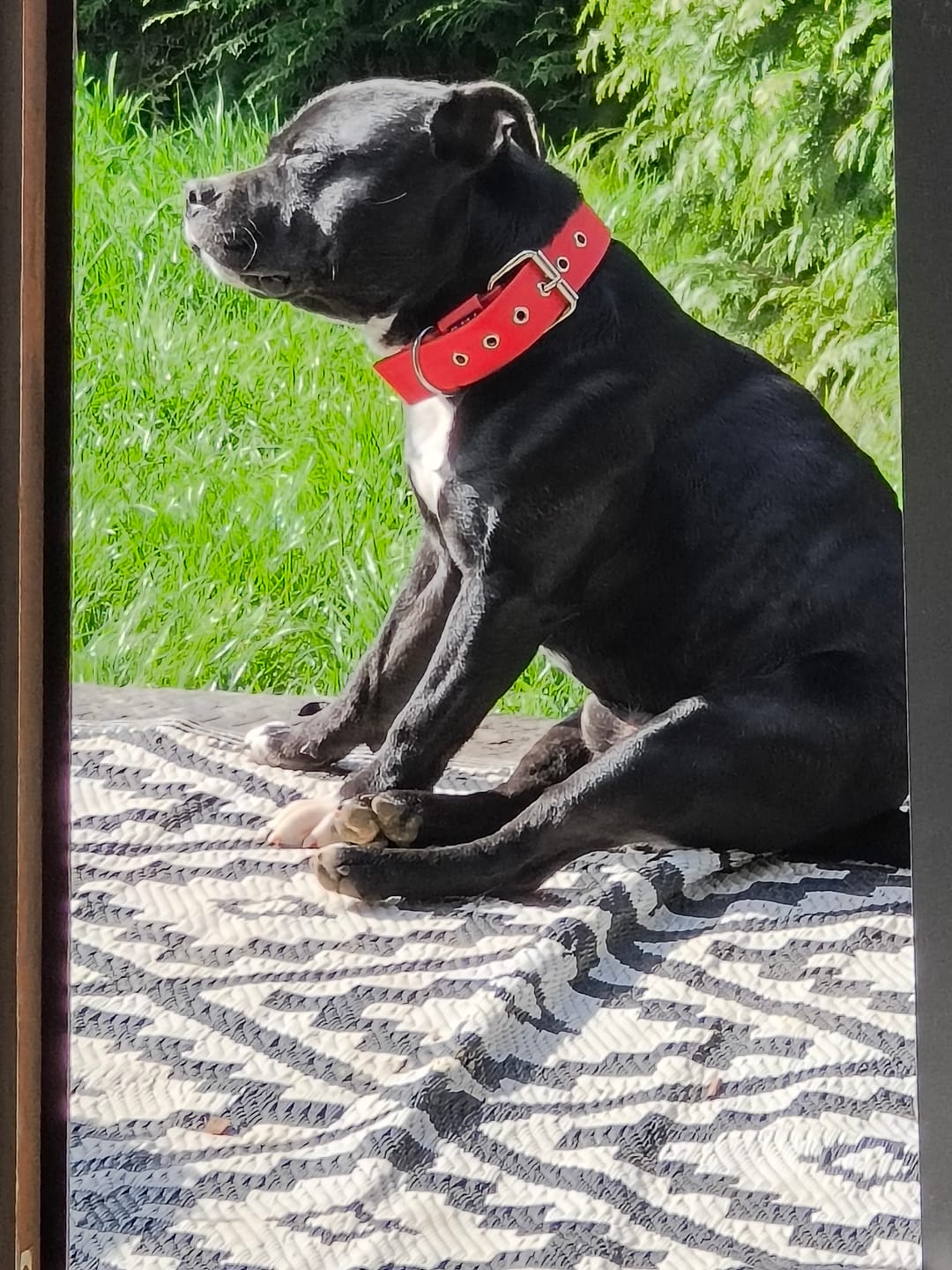 Customer photo review of Staffordshire Bull Terrier 1935® Nylon Collar - Red