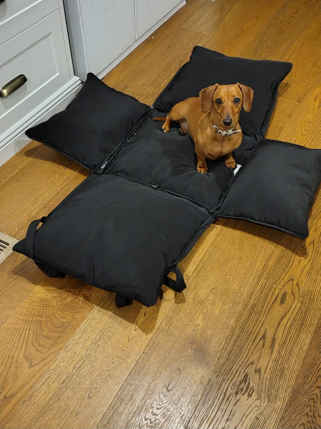 Customer photo review of Dog Car Carrier & Car Seat Carry Bag for Travel