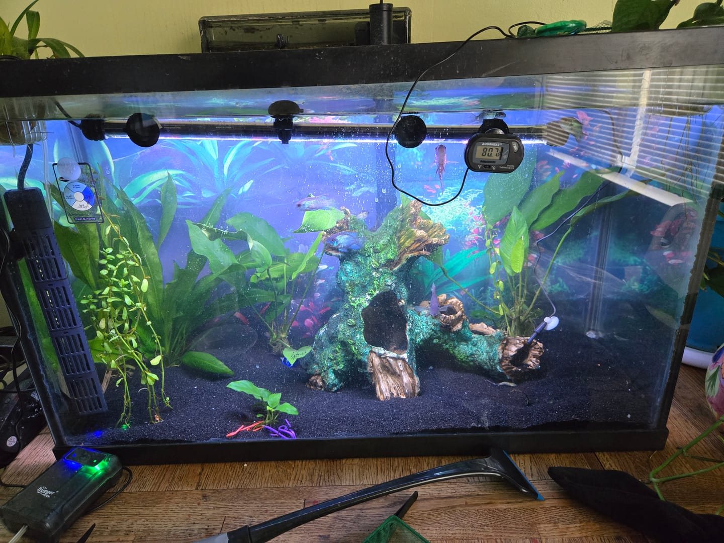Customer photo review of Anubias Nancon