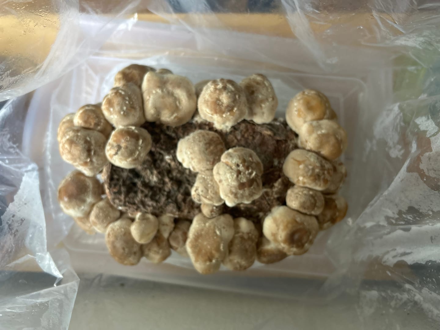 Customer photo review of Shiitake Mushroom Mini-Farm Grow Kit
