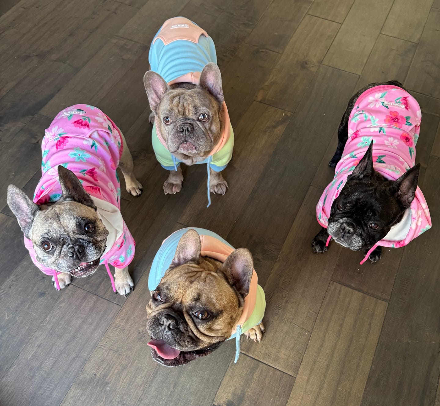 Customer photo review of Jelly Bean Dog Hoodie