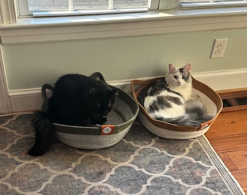 Customer photo review of Instinct Basket | Handwoven & Chemical-Free Cat Territory