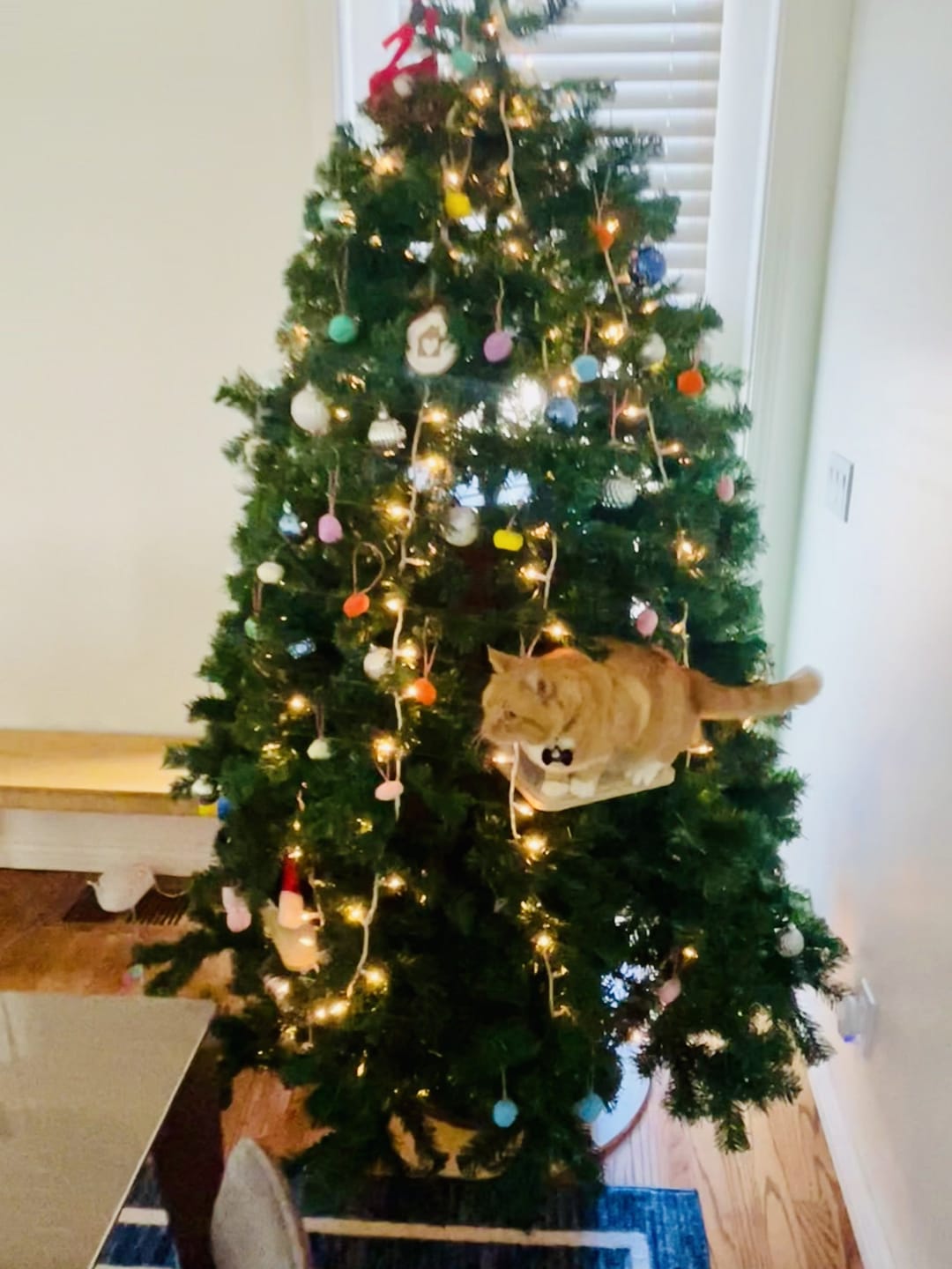 Customer photo review of Cat Christmas Tree - Sep 2026