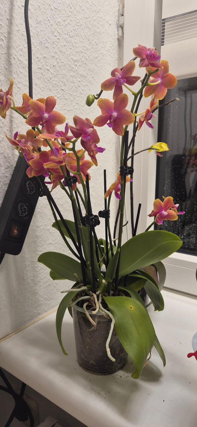 Customer photo review of Große Two of Us Duftorchidee Bolgheri mit orangen Blüten und 4 Rispen