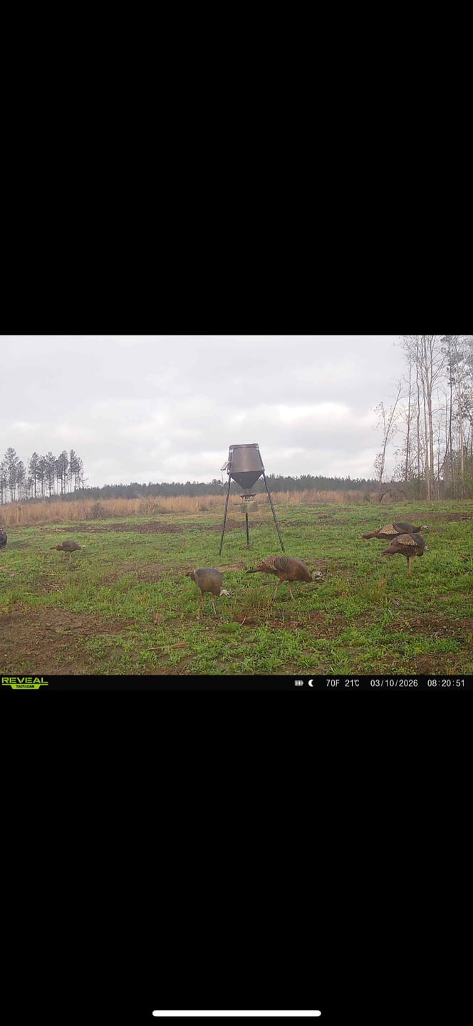 Customer photo review of Whitetail Hill Clover