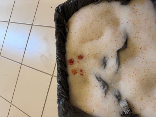 Customer photo review of 1 Month Supply – 1 Cat