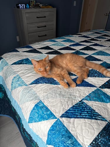 Customer photo review of 1x Blisso Advanced Cat Probiotic