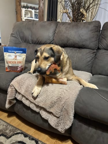 Customer's dog lies on a couch chewing a large smoked bone, with a bag of chicken jerky from the love bundle sitting nearby.
