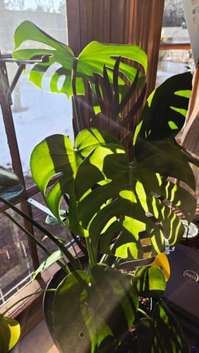 Customer's thriving monstera plant with large, fenestrated leaves in bright sunlight, a result of Fungus Gnat Death Drops.