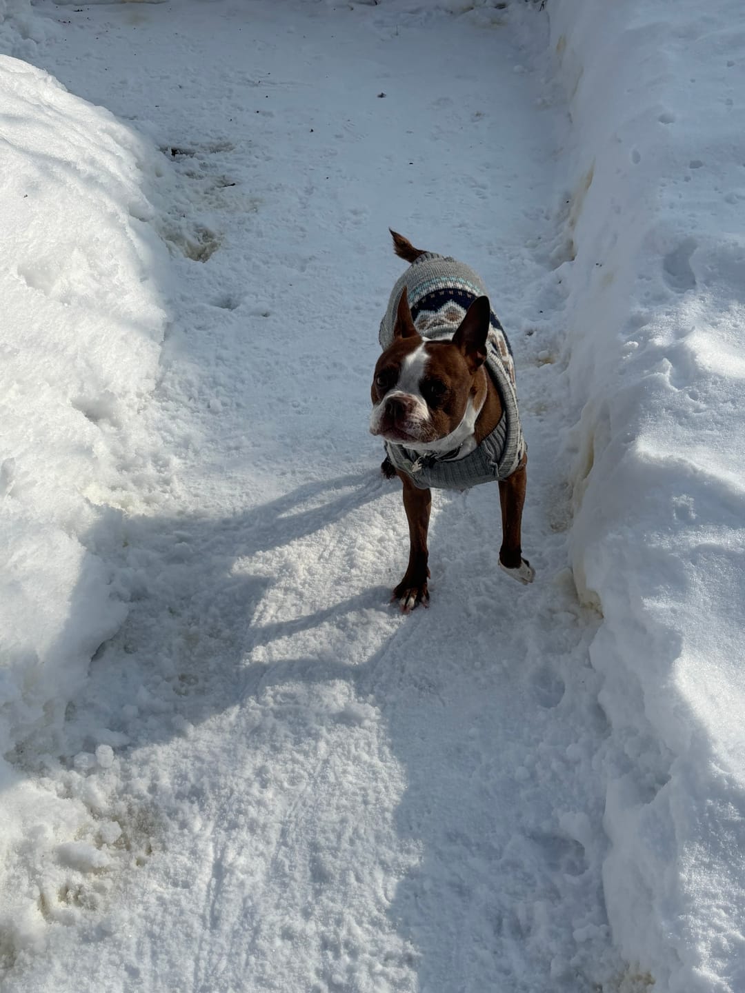 Customer photo review of Horizon Legacy - Nourriture pour chien haut de gamme