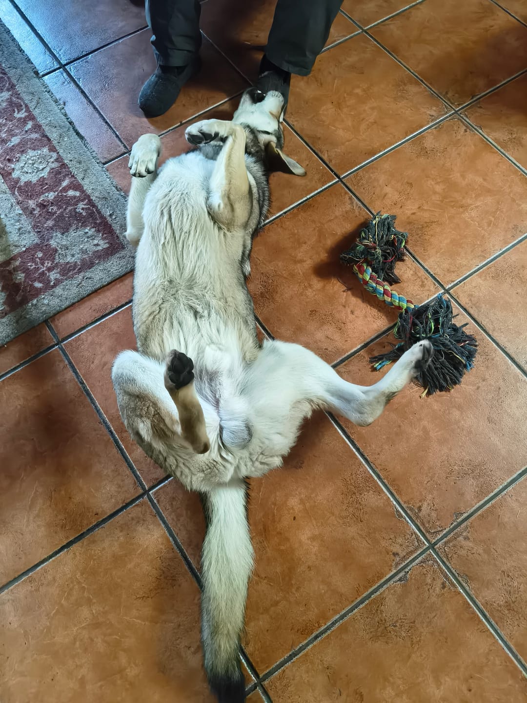 Customer photo review of Puppy