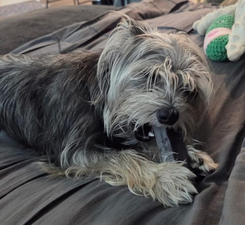 Customer's shaggy dog lying on a bed and chewing on a dark Blueberry Yak Chew.