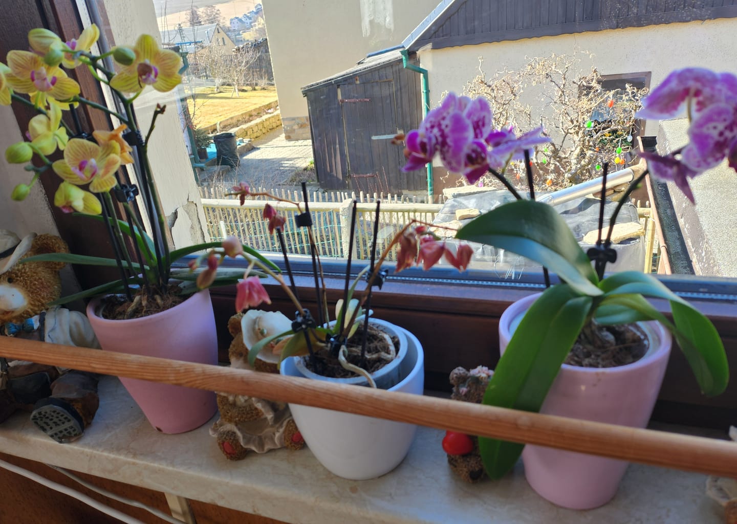 Customer photo review of Table Dance Farbmix im 3er Set mit 3 Rispen