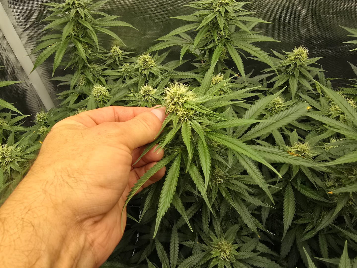 Customer photo review of IONFRAME EVO4, SAMSUNG LM301H EVO COMMERCIAL LED GROW LIGHT, 300W, 3X3 FT.