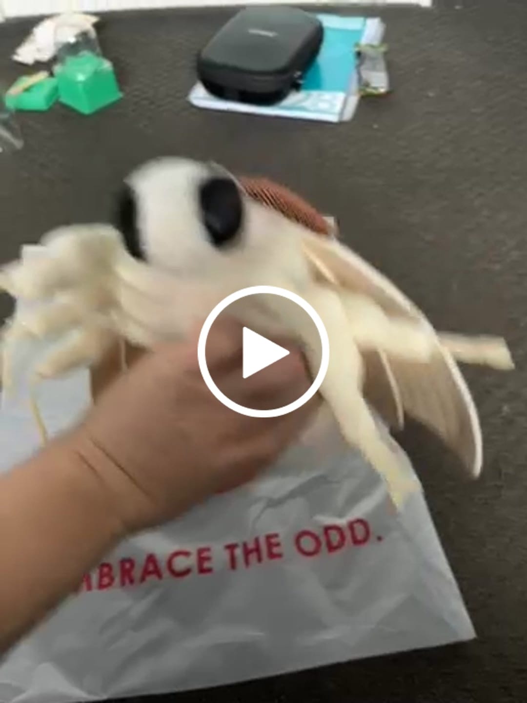 Customer video review of Silkworm Moth Soft Stuffed Plush Toy