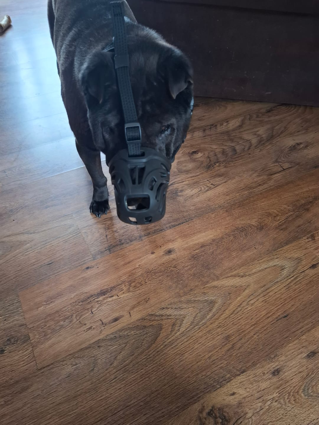Customer photo review of Muzzle | Flexi & Legal Requirement - S-XL Breeds - Black