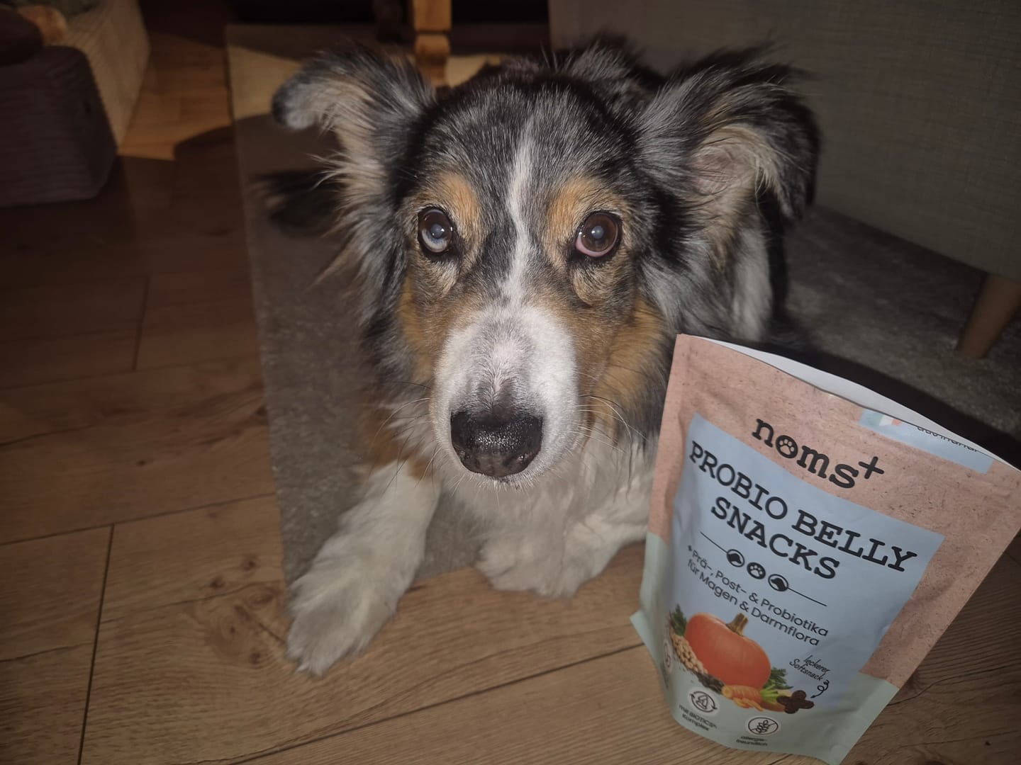 Customer photo review of Probio Belly Snacks für Hunde mit BIOTICS³-Komplex: Präbiotika, Probiotika & Postbiotika