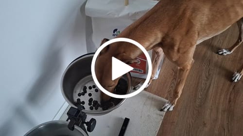 Customer video review of Linea Grain Free - Salmone con Trota, Patate Dolci e Asparagi - Cane Adulto