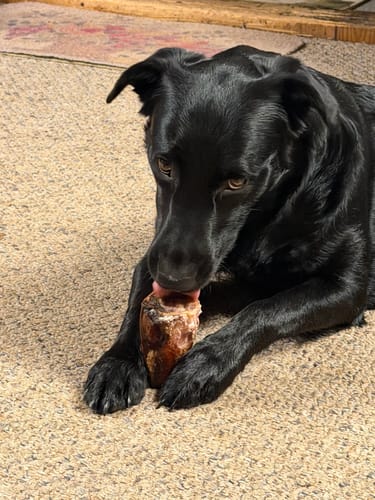 Reviewer's black dog lying on a carpet, chewing on a Smoked Beef Marrow Bone.
