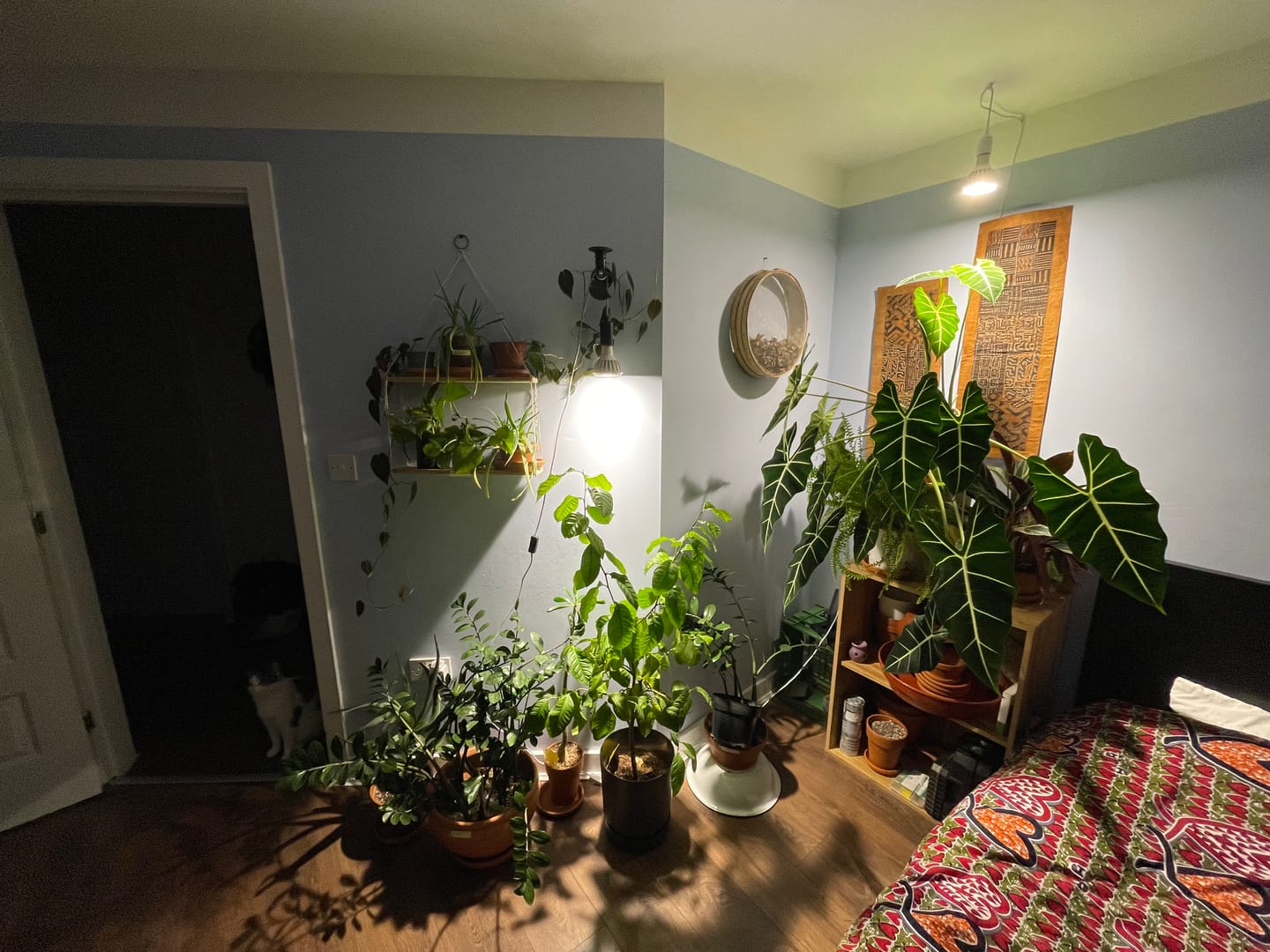 Customer photo review of Pianta LED Grow Light 3-Pack bundle