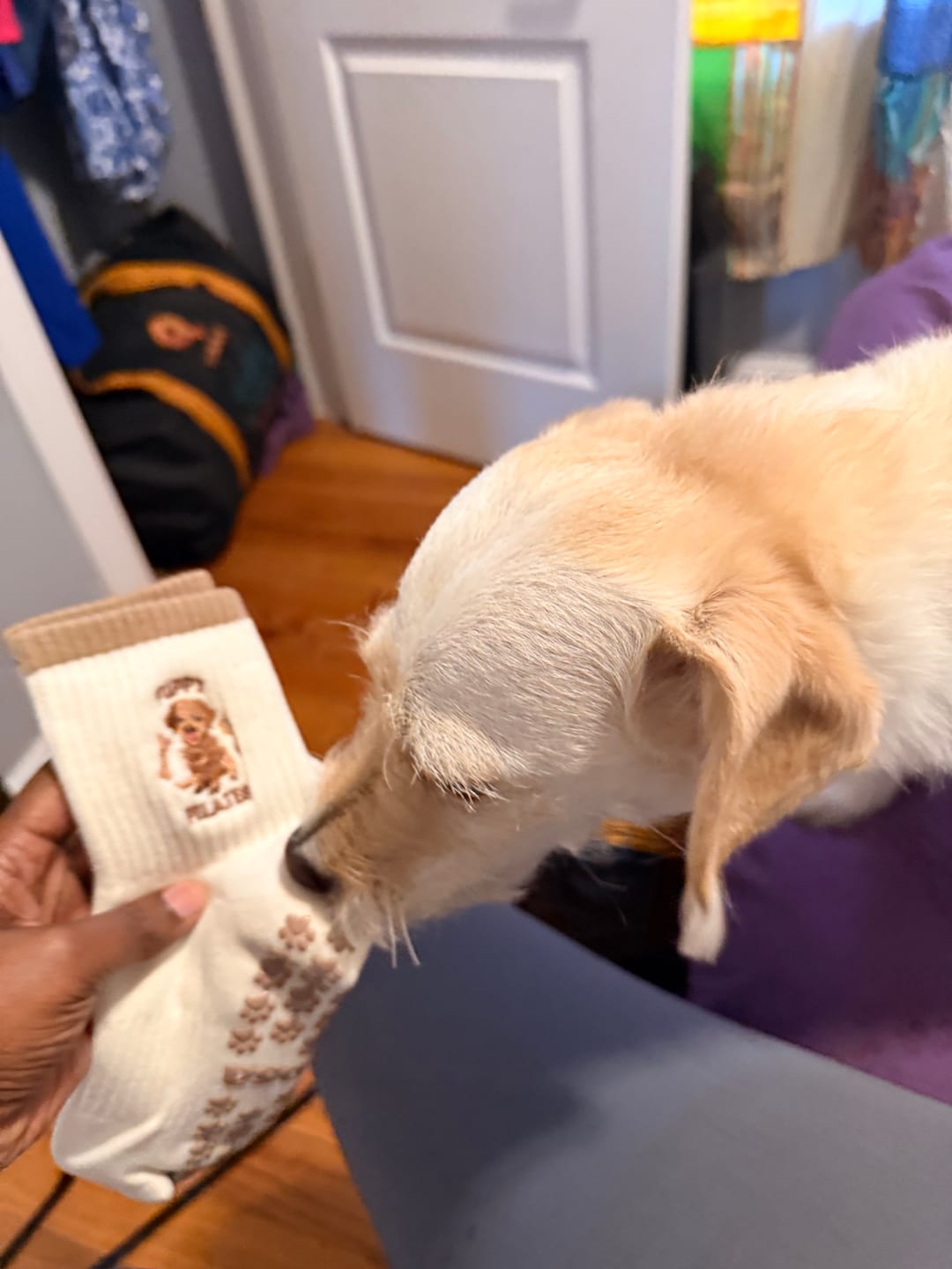 Customer photo review of Puppy Pilates