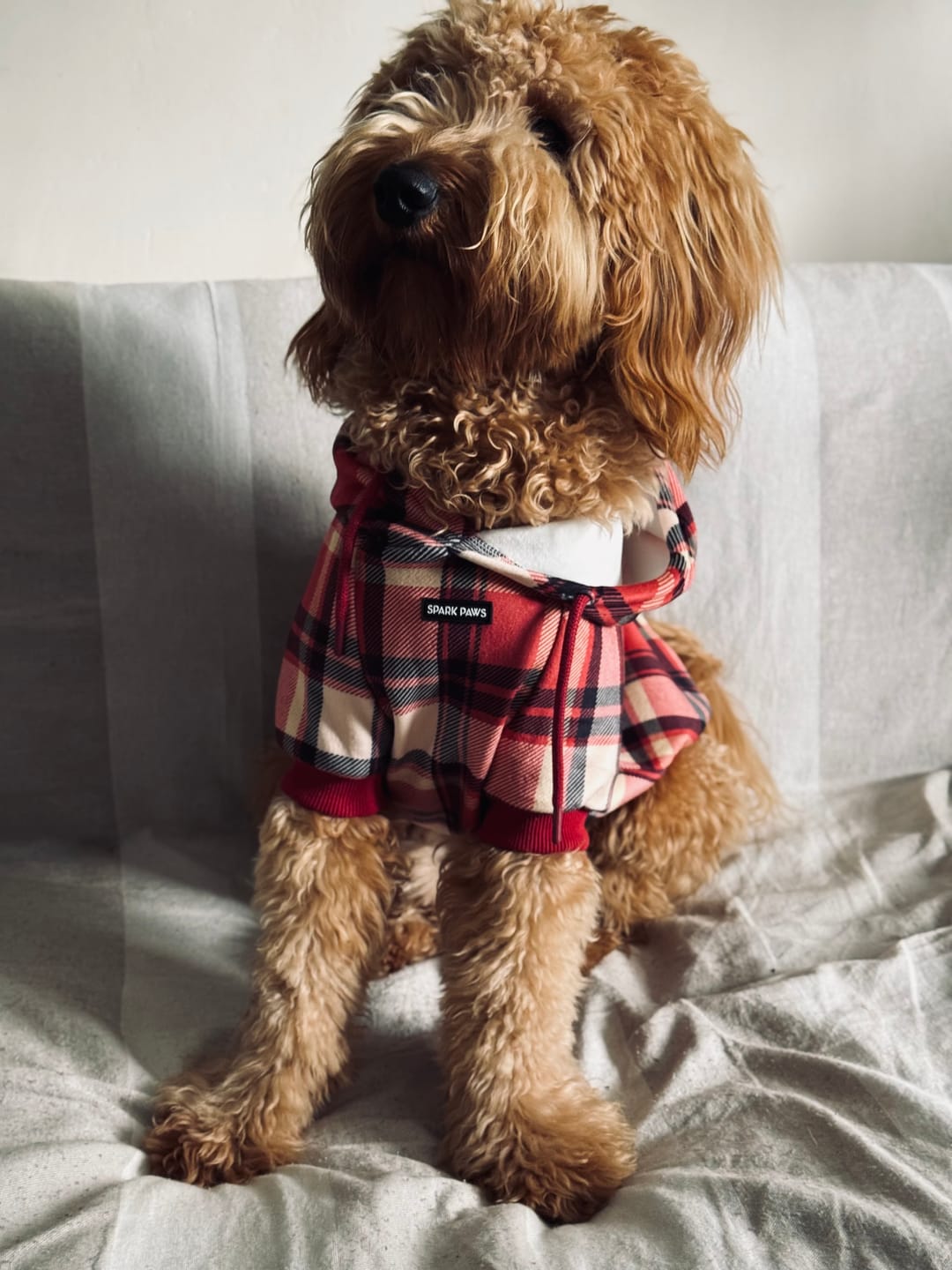 Customer photo review of Red Plaid Dog Hoodie