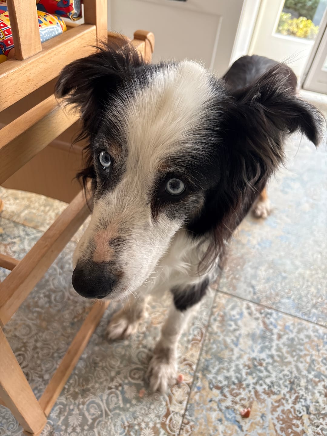 Customer photo review of 10% CBD Tropfen für Hunde