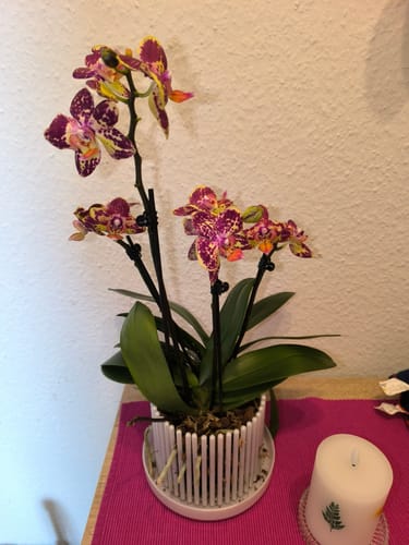 Ein Kunde zeigt die Orchidee 'Strawberry Cake' mit vielen gelb-rot gefleckten Blüten in einem weißen Übertopf.