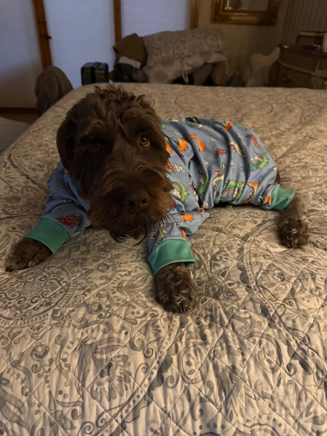 Customer photo review of Dog Pajama - Dragons