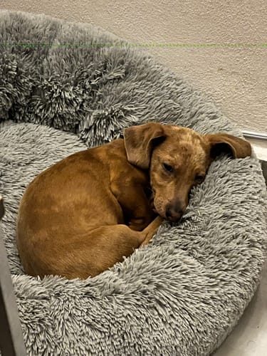 Cliente muestra a su perrito de color marrón acurrucado en la cómoda Cama Antiestrés para Perros gris.