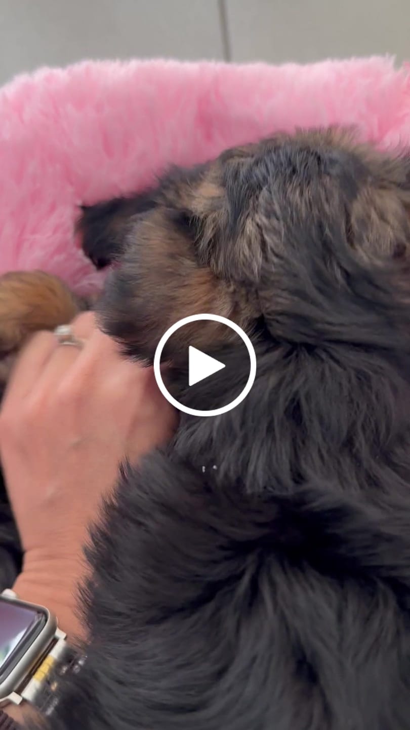 Customer video review of Funda Original para Cama Antiestrés para Perros