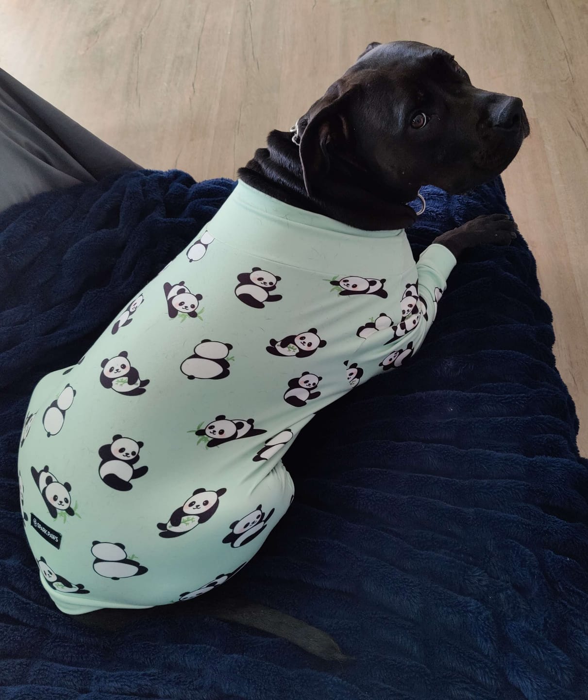 Customer photo review of Dog Pajama - Panda