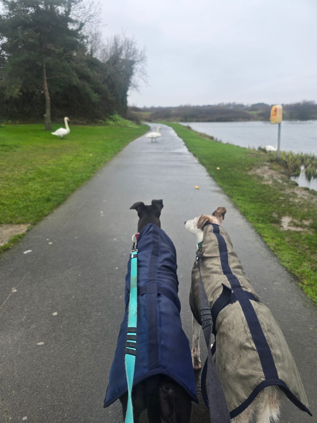Customer photo review of Reflective City Leash Traffic Grip