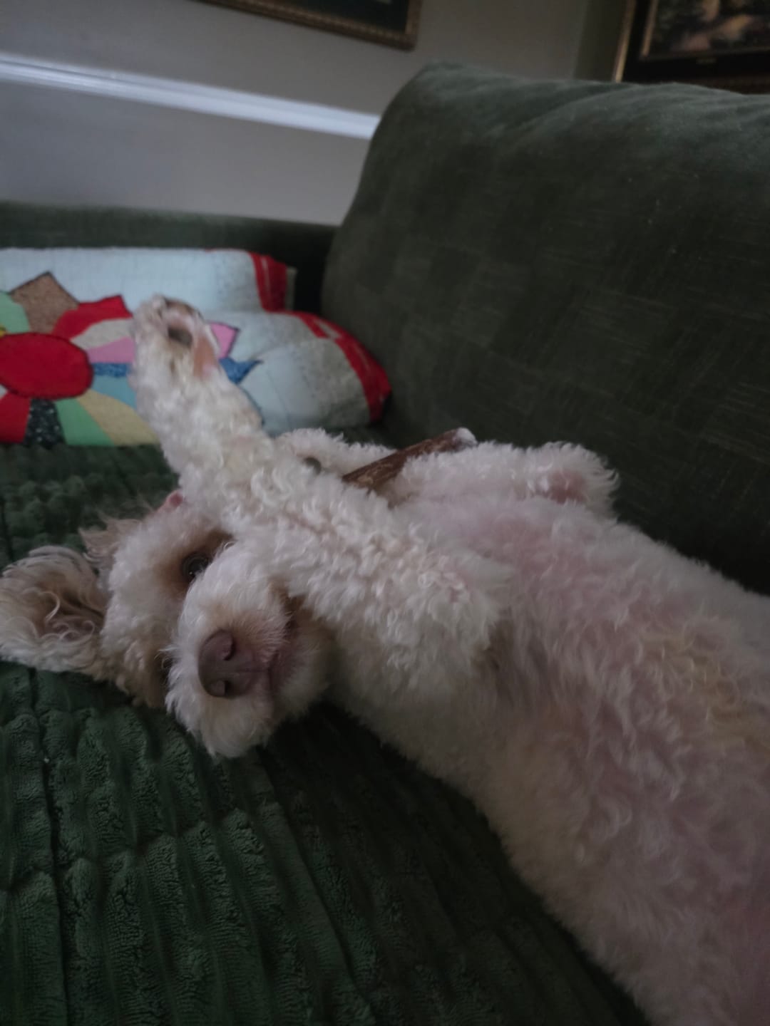 Customer photo review of 12-Inch Standard Bully Sticks