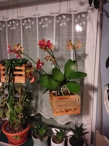 Kundenbild der blühenden Duftorchidee Bolgheri mit leuchtend orangen Blüten in hängenden Holzkörben.